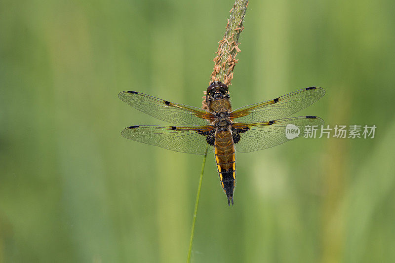 四只斑追逐蜻蜓(Libellula quadrimaculata)张开翅膀在植物上休息